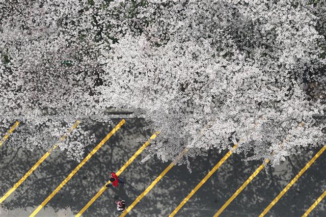 25일 완연한 봄날씨 속에 대구 달서구 놀이공원 이월드를 찾은 시민들이 벚꽃을 따라 산책하고 있다.  이날 대구의 낮 최고기온은 평년보다 5도가량 높은 21도를 넘었다. 이월드는 다음 달 4일까지 ‘별빛 벚꽃 시즌, 다시 벚꽃 피다’를 주제로 다양한 이벤트를 마련한다. 2021.3.25 뉴스1