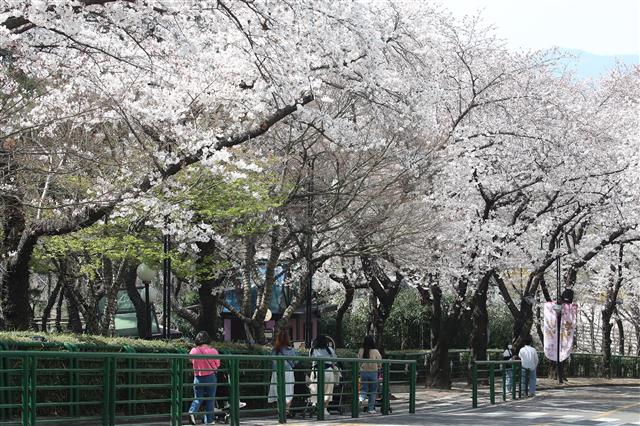 25일 완연한 봄날씨 속에 대구 달서구 놀이공원 이월드를 찾은 시민들이 벚꽃을 따라 산책하고 있다.  이날 대구의 낮 최고기온은 평년보다 5도가량 높은 21도를 넘었다. 이월드는 다음 달 4일까지 ‘별빛 벚꽃 시즌, 다시 벚꽃 피다’를 주제로 다양한 이벤트를 마련한다. 2021.3.25 뉴스1