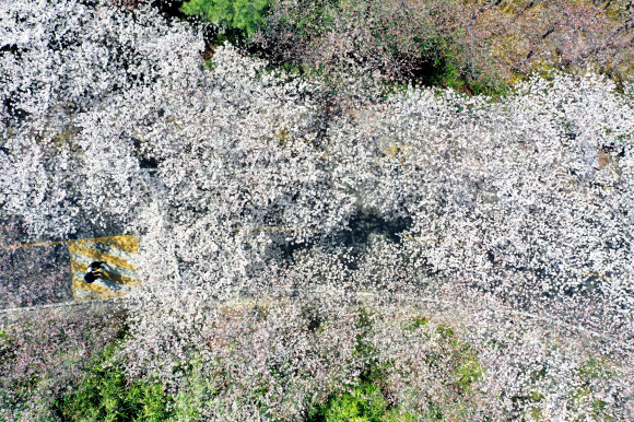25일 대구 달서구 이월드에 벚꽃이 만개해 있다. 이월드에서는 벚꽃 시즌을 맞아 다음 달 4일까지 ‘다시 벚꽃 피다’가 진행된다. 2021.3.25  연합뉴스