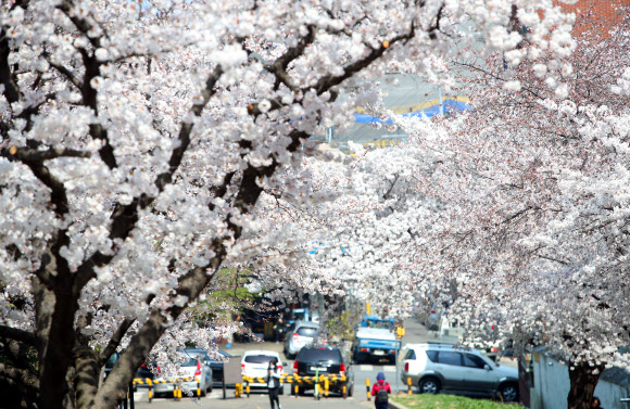 25일 대구 달서구 이월드에 벚꽃이 만개해 있다. 이월드에서는 벚꽃 시즌을 맞아 다음 달 4일까지 ‘다시 벚꽃 피다’가 진행된다. 2021.3.25  연합뉴스