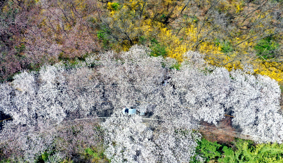 25일 대구 달서구 이월드에 벚꽃이 만개해 있다. 이월드에서는 벚꽃 시즌을 맞아 다음 달 4일까지 ‘다시 벚꽃 피다’가 진행된다. 2021.3.25  연합뉴스