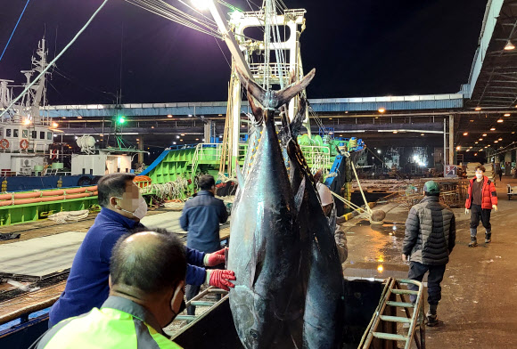 100㎏ 넘는 참다랑어