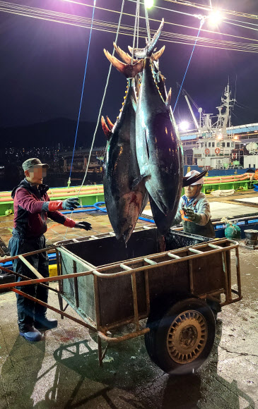100㎏ 넘는 참다랑어