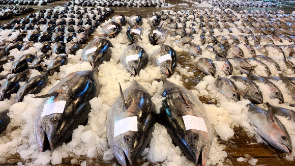 바다의 로또 참다랑어 대량 위판