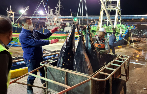 100㎏ 넘는 참다랑어