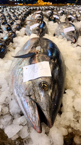 바다의 로또 참다랑어 대량 위판