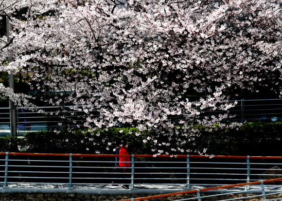 봄 햇살 머금은 벚꽃