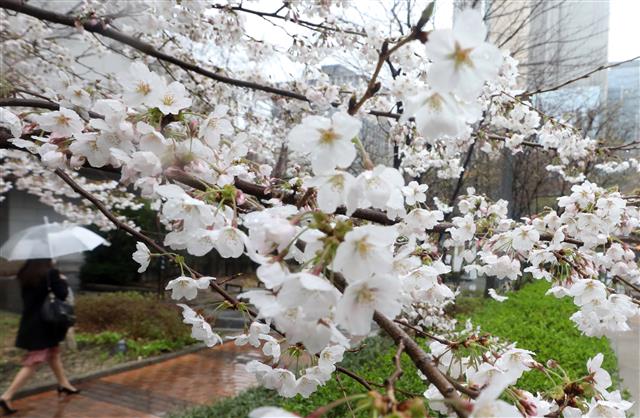봄비 맞는 벚꽃