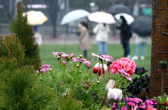 봄비 내린 서울시청 광장