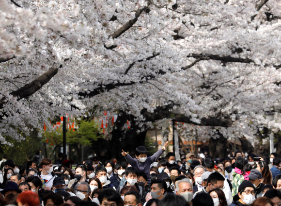 일본에서 코로나19 확산 속도가 다시 빨라지는 가운데 지난 27일 오전 일본 도쿄 우에노공원에서 나들이객들이 벚꽃이 만개한 거리를 걷고 있다. 2021.3.27  로이터 연합뉴스