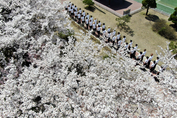 활짝 핀 벚꽃 아래서 워킹