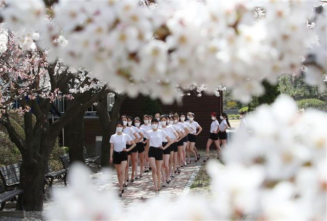 화려한 벚꽃 런웨이