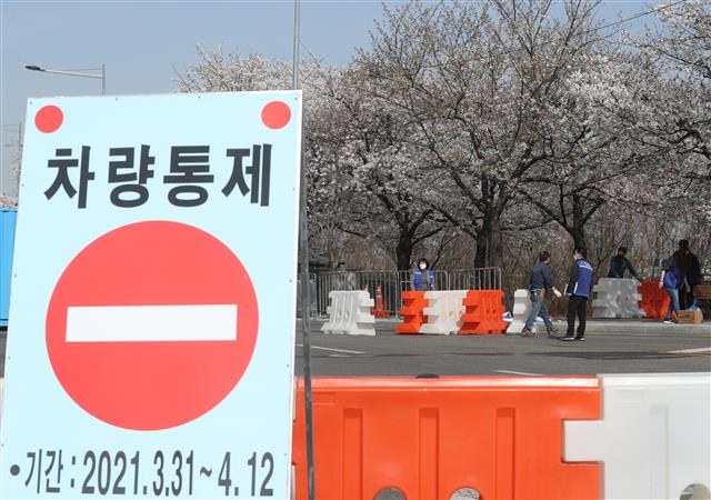 여의도 벚꽃길 ‘차량 출입 통제’