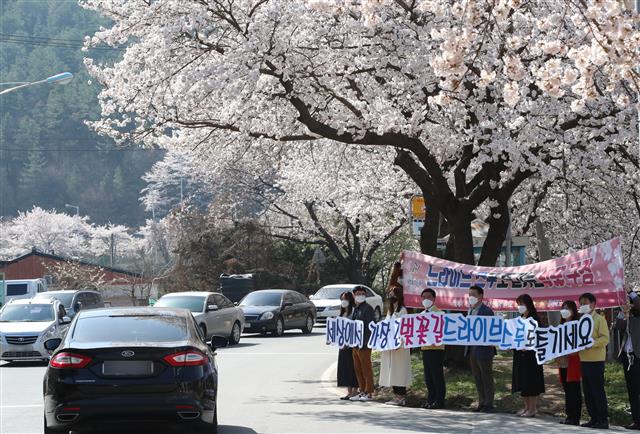 벚꽃길은 드라이브 스루로 즐기세요