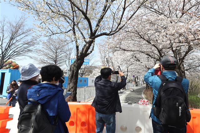 이른 벚꽃길 통제에 발길 막힌 상춘객