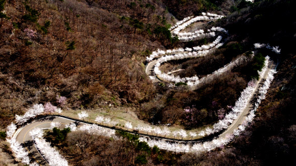 벚꽃 만개한 길