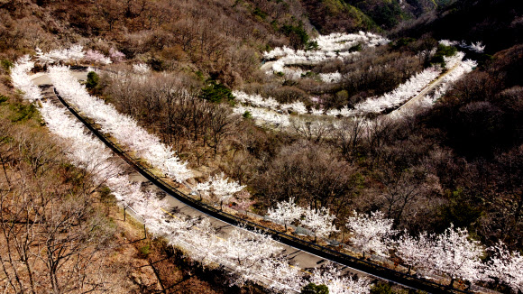 벚꽃 만개한 길