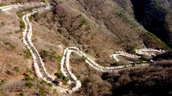 벚꽃 만개한 길