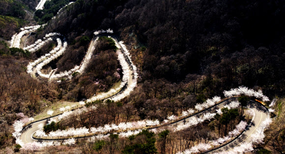 벚꽃 만개한 길