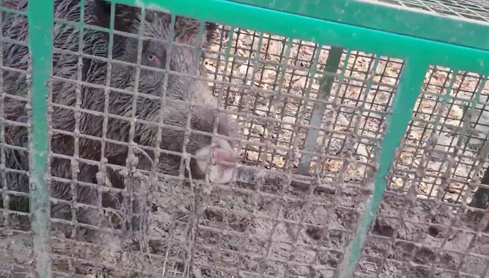 이씨가 직접 잡은 멧돼지 모습(사진=유튜브 채널 ‘종본이’)