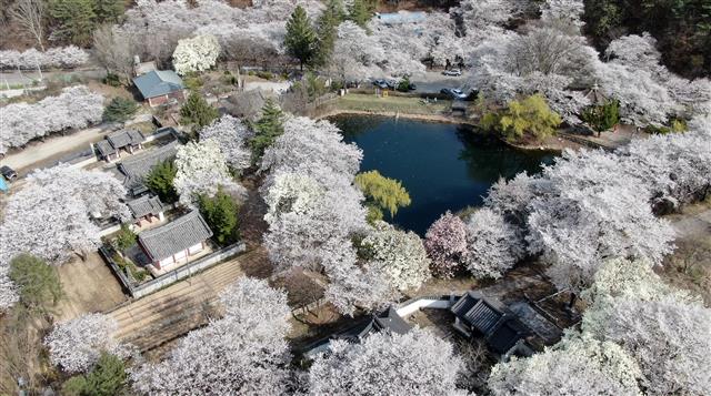 벚꽃 세상으로 변한 거창 덕천서원