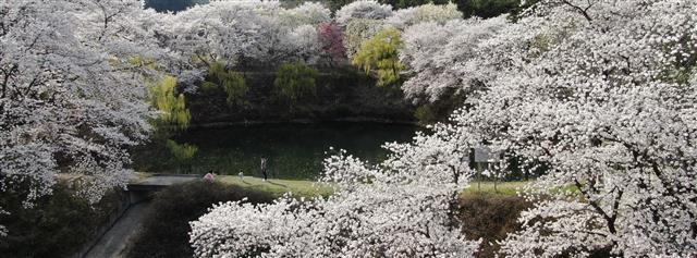거창 덕천서원 ‘벚꽃 만개’
