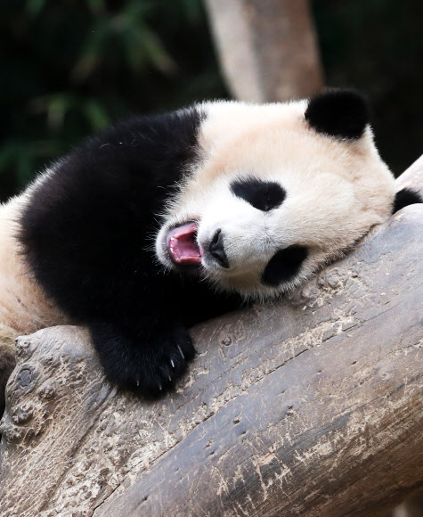 춘곤증 몰려오는 봄날 오후