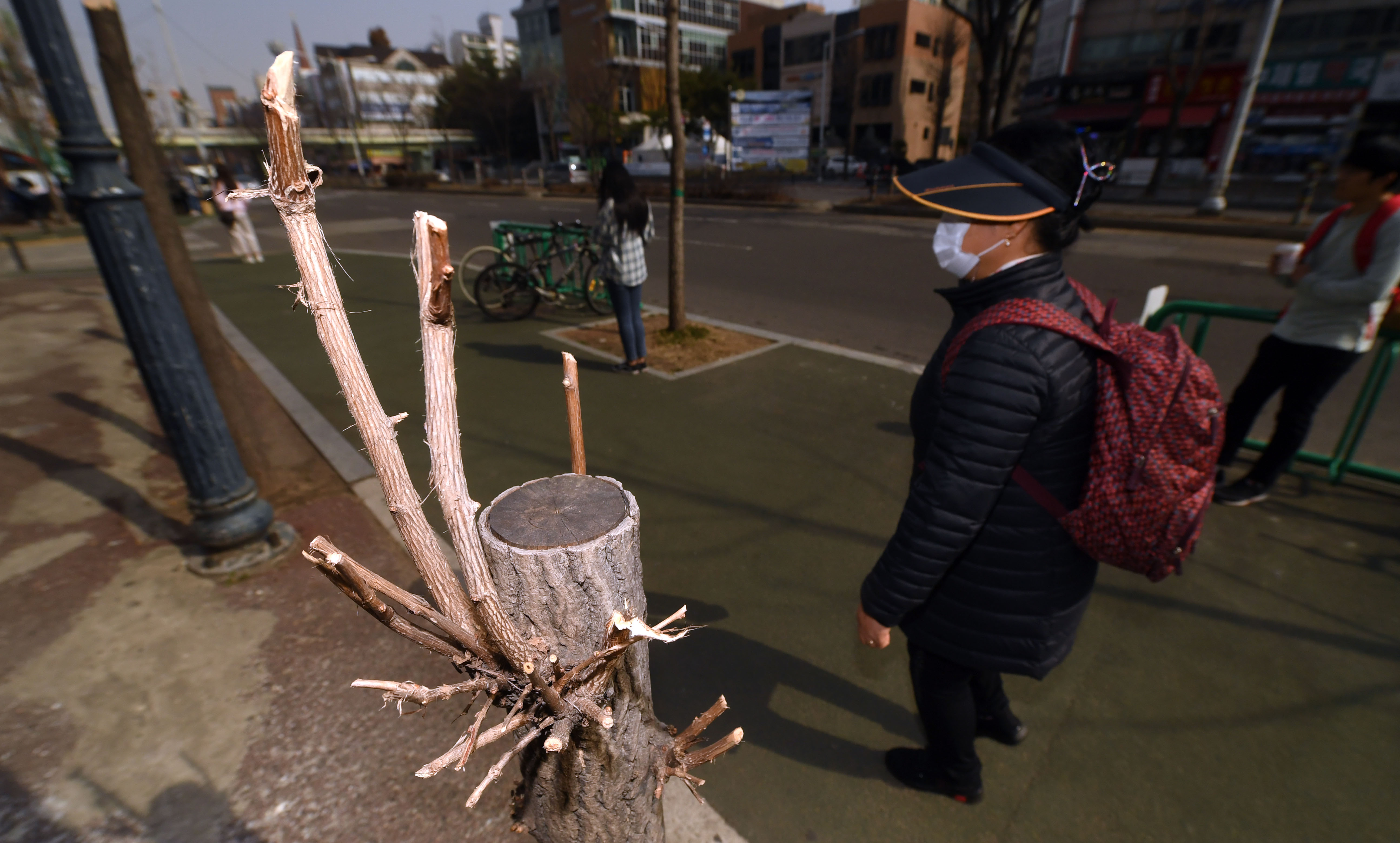 경기도 일산 동구의 인도 위 잘려진 나무에서 날카로운 가지가 자라나고 있어 보행자의 안전을 위협하고 있다. 정연호 기자 tpgod@seoul.co.kr
