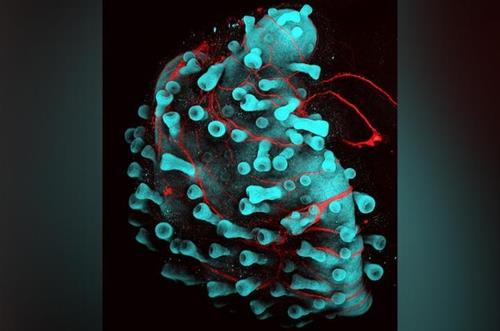 유도만능줄기세포로 배양한 피부 오르가노이드. 돌기처럼 머리를 내민 모낭과 뿌리를 내린 신경(적색)이 보인다. 미 보스턴 아동병원 제공