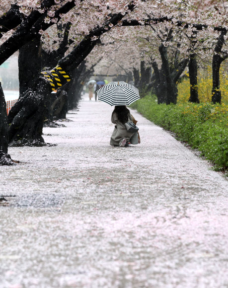 봄비가 내린 3일 오전 서울 여의도 윤중로에 떨어진 벚꽃잎이 바닥을 뒤덮고 있다. 국회 뒤 윤중로는 코로나바이러스 감염증(코로나19) 확산 방지를 위해 통제 중. 사전 신청한 외국인과 내국인들에 추첨을 통해 일부 개방. 2021.4.3  연합뉴스