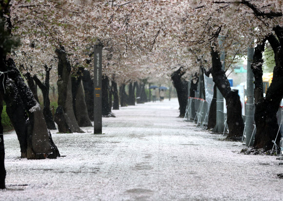 봄비가 내린 3일 오전 서울 여의도 윤중로에 벚꽃잎이 떨어져있다.  국회 뒤 윤중로는 코로나바이러스 감염증(코로나19) 확산 방지를 위해 통제 중. 사전 신청한 외국인과 내국인들에 추첨을 통해 일부 개방. 2021.4.3  연합뉴스