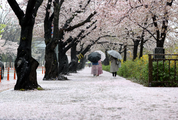 봄비가 내린 3일 오전 서울 여의도 윤중로에 떨어진 벚꽃잎이 바닥을 뒤덮고 있다. 국회 뒤 윤중로는 코로나바이러스 감염증(코로나19) 확산 방지를 위해 통제 중. 사전 신청한 외국인과 내국인들에 추첨을 통해 일부 개방. 2021.4.3  연합뉴스