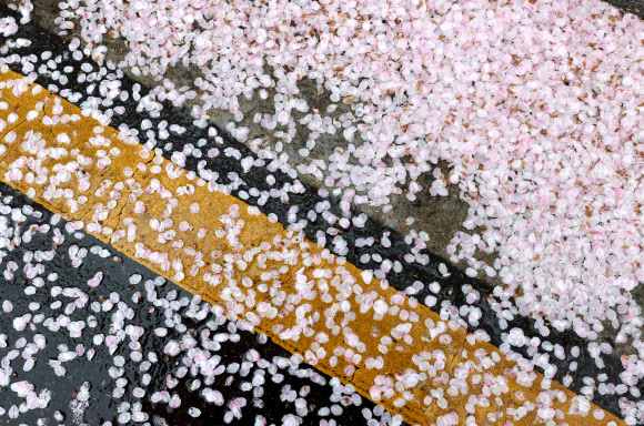 봄비가 내린 3일 오전 서울 여의도 윤중로에  벚꽃잎이 떨어져있다.  국회 뒤 윤중로는 코로나바이러스 감염증(코로나19) 확산 방지를 위해 통제 중. 사전 신청한 외국인과 내국인들에 추첨을 통해 일부 개방. 2021.4.3  연합뉴스