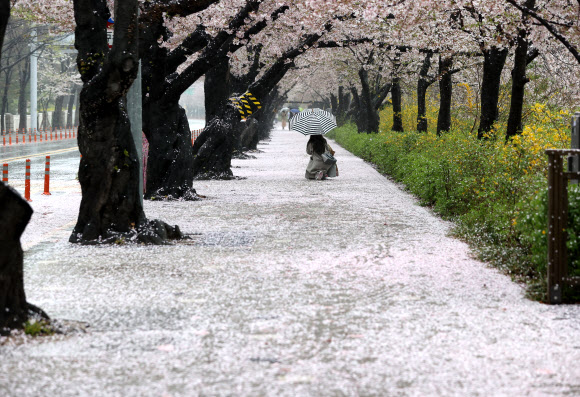 봄비가 내린 3일 오전 서울 여의도 윤중로에 떨어진 벚꽃잎이 바닥을 뒤덮고 있다. 국회 뒤 윤중로는 코로나바이러스 감염증(코로나19) 확산 방지를 위해 통제 중. 사전 신청한 외국인과 내국인들에 추첨을 통해 일부 개방. 2021.4.3  연합뉴스
