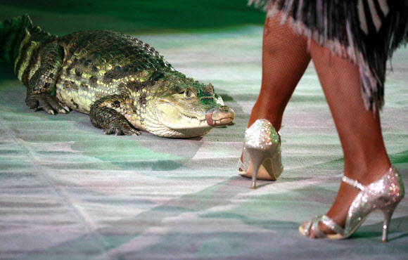 IVANOVO, RUSSIA ? APRIL 3, 2021: A crocodile act during the Feyeriya [Extravaganza] Show at the Ivanovo State Circus. On 3 April 2021, the circus resumed performances after being shutdown for a year in connection with the COVID-19 pandemic. Vladimir Smirnov/TASS/2021-04-04 11:44:14/ <연합뉴스