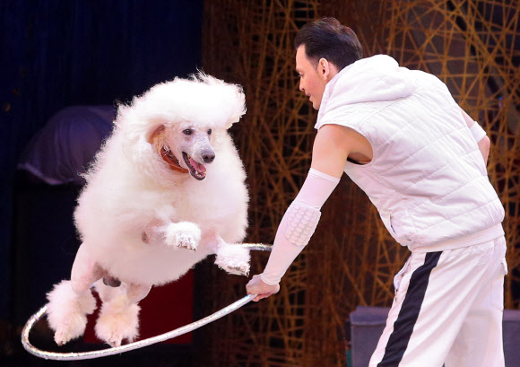 IVANOVO, RUSSIA ? APRIL 3, 2021: A tamer performs with a poodle during the Feyeriya [Extravaganza] Show at the Ivanovo State Circus. On 3 April 2021, the circus resumed performances after being shutdown for a year in connection with the COVID-19 pandemic. Vladimir Smirnov/TASS/2021-04-04 11:37:01/ <연합뉴스