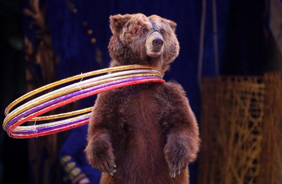 IVANOVO, RUSSIA ? APRIL 3, 2021: A bear spins hoops in an act during the Feyeriya [Extravaganza] Show at the Ivanovo State Circus. On 3 April 2021, the circus resumed performances after being shutdown for a year in connection with the COVID-19 pandemic. Vladimir Smirnov/TASS/2021-04-04 11:30:14/ <연합뉴스