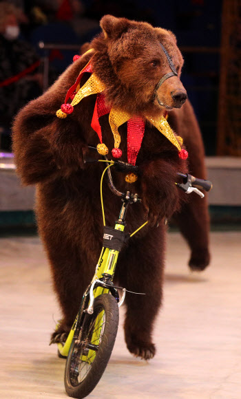 IVANOVO, RUSSIA ? APRIL 3, 2021: A bear rides a bicycle in an act during the Feyeriya [Extravaganza] Show at the Ivanovo State Circus. On 3 April 2021, the circus resumed performances after being shutdown for a year in connection with the COVID-19 pandemic. Vladimir Smirnov/TASS/2021-04-04 11:29:59/ <연합뉴스