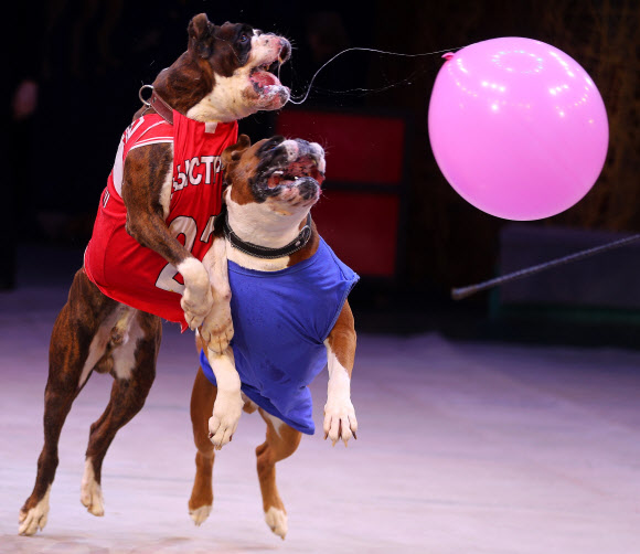 IVANOVO, RUSSIA ? APRIL 3, 2021: Tamed dogs perform with a balloon during the Feyeriya [Extravaganza] Show at the Ivanovo State Circus. On 3 April 2021, the circus resumed performances after being shutdown for a year in connection with the COVID-19 pandemic. Vladimir Smirnov/TASS/2021-04-04 11:37:22/ <연합뉴스