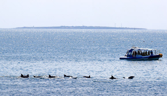 5일 오전 제주 서귀포시 대정읍 앞바다에서 남방큰돌고래 무리가 관광선 앞을 지나고 있다. 뒤로 보이는 섬은 가파도. 2021.4.5  연합뉴스