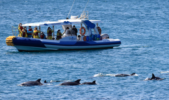 모처럼 화창한 날씨를 보인 5일 오전 제주 서귀포시 대정읍 앞바다에서 남방큰돌고래 무리가 관광선 앞을 지나고 있다. 2021.4.5  연합뉴스