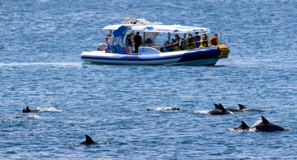 모처럼 화창한 날씨를 보인 5일 오전 제주 서귀포시 대정읍 앞바다에서 남방큰돌고래 무리가 관광선 앞을 지나고 있다. 2021.4.5  연합뉴스