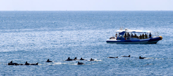 모처럼 화창한 날씨를 보인 5일 오전 제주 서귀포시 대정읍 앞바다에서 남방큰돌고래 무리가 관광선 앞을 지나고 있다. 2021.4.5 연합뉴스