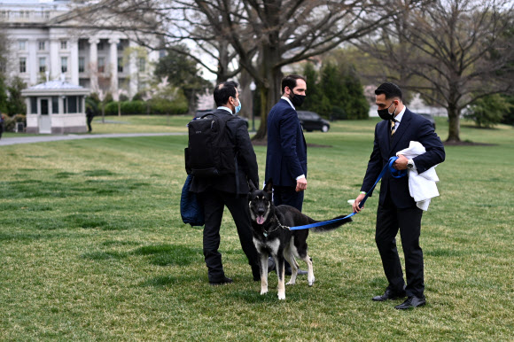 백악관 내를 산책하는 조 바이든 대통령의 개, 메이저. AP