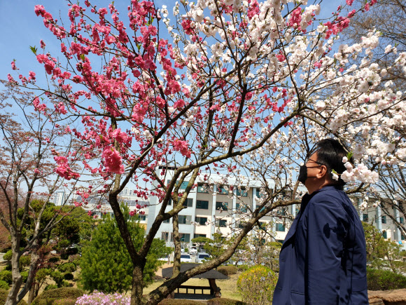 충북도교육청의 정원에 있는 한 복숭아나무에 흰색과 연분홍색, 붉은색의 꽃이 펴 눈길을 끌고 있다. 이 나무는 한 그루에서 세 가지 색의 꽃을 피운다고 해서 ‘삼색도’(三色桃)로 불리는 품종인 것으로 알려졌다. 2021.3.6 연합뉴스
