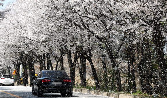 6일 오후 경기도 여주시 흥천면 귀백리 일대에 만개한 벚꽃잎이 바람에 흩날리고 있다. 여주시는 제5회 여주흥천 남한강 벚꽃축제를 오는 9일부터 11일까지 비대면 드라이브 스루 방식으로 진행한다. 2021.4.6  연합뉴스