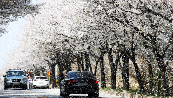 6일 오후 경기도 여주시 흥천면 귀백리 일대에 만개한 벚꽃잎이 바람에 흩날리고 있다. 여주시는 제5회 여주흥천 남한강 벚꽃축제를 오는 9일부터 11일까지 비대면 드라이브 스루 방식으로 진행한다. 2021.4.6  연합뉴스
