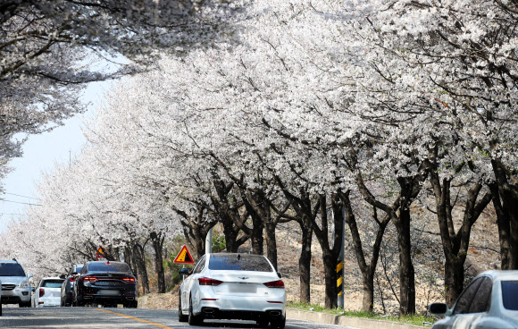 6일 오후 경기도 여주시 흥천면 귀백리 일대에 벚꽃이 만개해 있다. 여주시는 제5회 여주흥천 남한강 벚꽃축제를 오는 9일부터 11일까지 비대면 드라이브 스루 방식으로 진행한다. 2021.4.6  연합뉴스