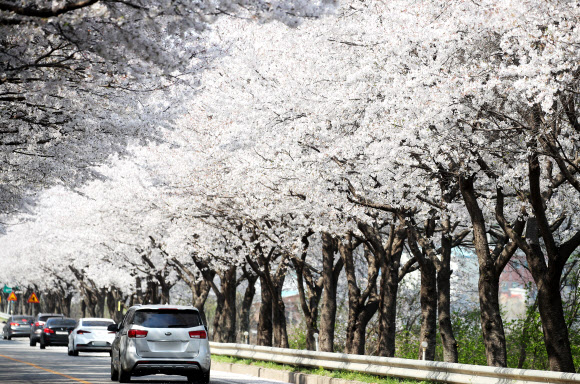 6일 오후 경기도 여주시 흥천면 귀백리 일대에 벚꽃이 만개해 있다. 여주시는 제5회 여주흥천 남한강 벚꽃축제를 오는 9일부터 11일까지 비대면 드라이브 스루 방식으로 진행한다. 2021.4.6  연합뉴스