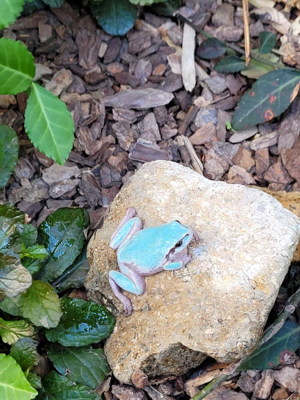 8일 전남 담양군 용면의 한 펜션 내 돌 틈에서 피부색이 하늘색을 띤 개구리 1마리가 발견됐다. 하늘색 개구리는 5만분의 1의 확률로 나타나는 알비노(백색증 : 피부의 색소가 적거나 없게 태어나는 돌연변이 증상) 개구리로 알려져 있다. 사진은 펜션 운영자가 발견한 하늘색 개구리. 2021.4.8  연합뉴스